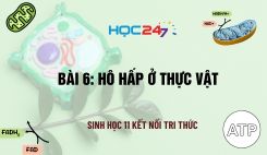 Bài 6: Hô hấp ở thực vật