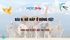 Bài 9: Hô hấp ở động vật