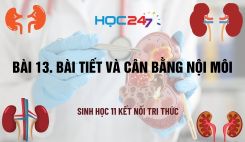 Bài 13: Bài tiết và cân bằng nội môi