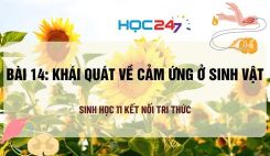 Bài 14: Khái quát về cảm ứng ở sinh vật