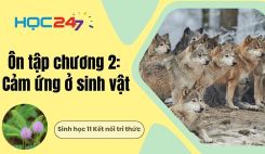 Ôn tập chương 2: Cảm ứng ở sinh vật