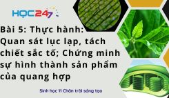 Bài 5: TH: QS lục lạp, tách chiết sắc tố; CM sự hình thành sản phẩm QH