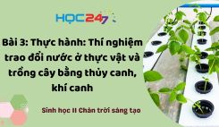 Bài 3: TH: Thí nghiệm TĐN ở TV và trồng cây bằng thủy canh, khí canh