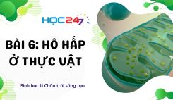 Bài 6: Hô hấp ở thực vật