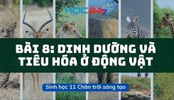 Bài 8: Dinh dưỡng và tiêu hóa ở động vật
