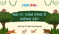 Bài 17: Cảm ứng ở động vật