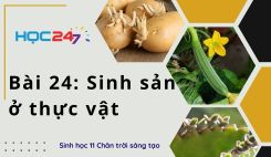 Bài 24: Sinh sản ở thực vật