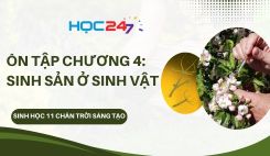 Ôn tập chương 4: Sinh sản ở sinh vật