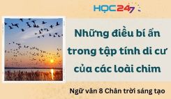 Soạn bài Những điều bí ẩn trong tập tính di cư của các loài chim - Ngữ văn 8 Tập 1 Chân Trời Sáng Tạo