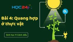 Bài 4: Quang hợp ở thực vật