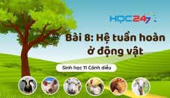 Bài 8: Hệ tuần hoàn ở động vật
