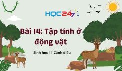 Bài 14: Tập tính ở động vật