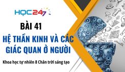 Bài 41: Hệ thần kinh và các giác quan ở người