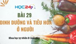 Bài 29: Dinh dưỡng và tiêu hóa ở người