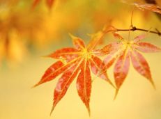 Soạn văn 10 Cảm xúc mùa thu tóm tắt