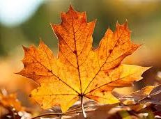 Soạn văn 12 Mùa lá rụng trong vườn tóm tắt