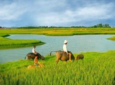 Soạn văn 11 Nhớ đồng tóm tắt