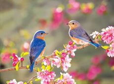 Soạn văn 7 Mùa xuân nho nhỏ tóm tắt