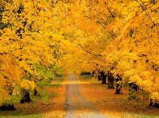 Soạn văn 9 Sang thu tóm tắt