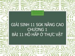 Giải Sinh 11 SGK nâng cao Chương 1 Bài 11 Hô hấp ở thực vật