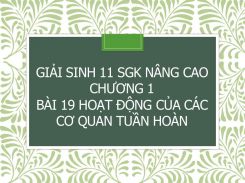 Giải Sinh 11 SGK nâng cao Chương 1 Bài 19 Hoạt động của các cơ quan tuần hoàn