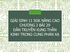 Giải Sinh 11 SGK nâng cao Chương 2 Bài 29 Dẫn truyền xung thần kinh trong cung phản xạ