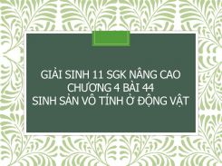Giải Sinh 11 SGK nâng cao Chương 4 Bài 44 Sinh sản vô tính ở động vật