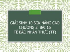 Giải Sinh 10 SGK nâng cao Chương 2  Bài 16 Tế bào nhân thực (tt)