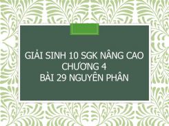 Giải Sinh 10 SGK nâng cao Chương 4 Bài 29 Nguyên phân