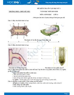 Đề kiểm tra ôn tập HK1 môn Sinh học 6 năm 2019-2020 - Trường THCS - THPT Mỹ Việt có đáp án