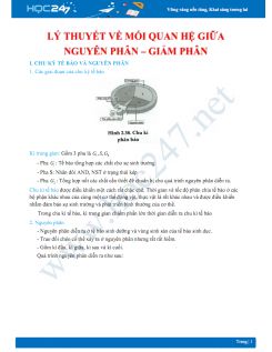 Lý thuyết mối quan hệ giữa nguyên phân - giảm phân Sinh học 9