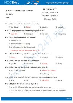 Đề kiểm tra HK2 môn Sinh lớp 11 năm 2020 - Trường THPT Nguyễn Văn Linh có đáp án