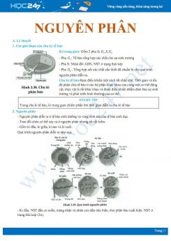 Lý thuyết và bài tập trắc nghiệm ôn tập kiến thức Nguyên phân Sinh học 10