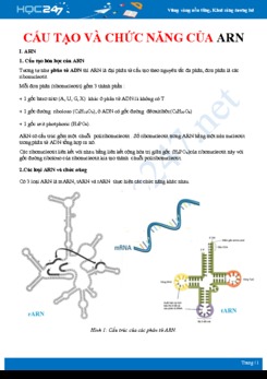 Lý thuyết và bài tập ôn tập cấu tạo và chức năng của ARN Sinh học 12