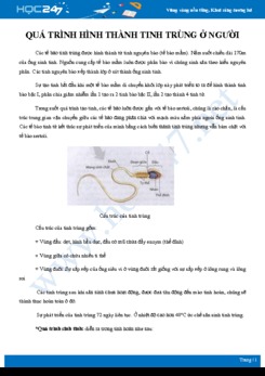 Kiến thức trọng tâm ôn tập Quá trình hình thành tinh trùng ở người Sinh học 11