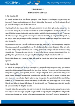 Bài văn tả về cây gạo - Văn mẫu lớp 5