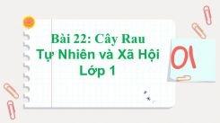 Tự nhiên và Xã hội lớp 1 Bài 22: Cây Rau