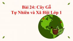 Tự nhiên và Xã hội lớp 1 Bài 24: Cây Gỗ