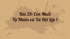 Tự nhiên và Xã hội lớp 1 Bài 28: Con Muỗi