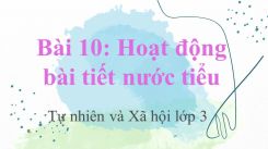 Tự nhiên và Xã hội 3 Bài 10: Hoạt động bài tiết nước tiểu