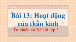 Tự nhiên và Xã hội 3 Bài 13: Hoạt động của thần kinh