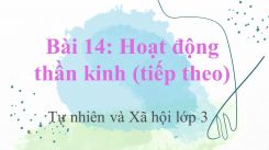 Tự nhiên và Xã hội 3 Bài 14: Hoạt động thần kinh (tiếp theo)