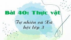 Tự nhiên và Xã hội 3 Bài 40: Thực vật