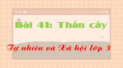 Tự nhiên và Xã hội 3 Bài 41: Thân cây