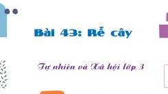 Tự nhiên và Xã hội 3 Bài 43: Rễ cây