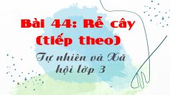 Tự nhiên và Xã hội 3 Bài 44: Rễ cây (tiếp theo)