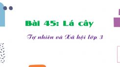 Tự nhiên và Xã hội 3 Bài 45: Lá cây