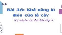 Tự nhiên và Xã hội 3 Bài 46: Khả năng kì diệu của lá cây