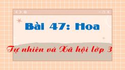 Tự nhiên và Xã hội 3 Bài 47: Hoa