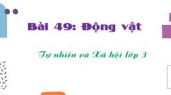 Tự nhiên và Xã hội 3 Bài 49: Động vật